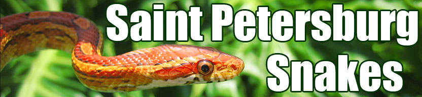 Saint Petersburg snake